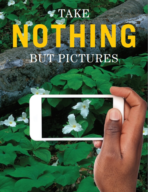 Take Nothing But Pictures cover