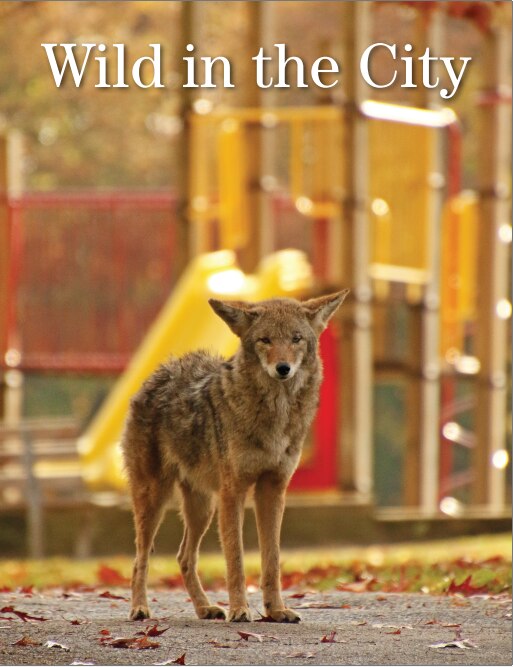 Wild in the City cover
